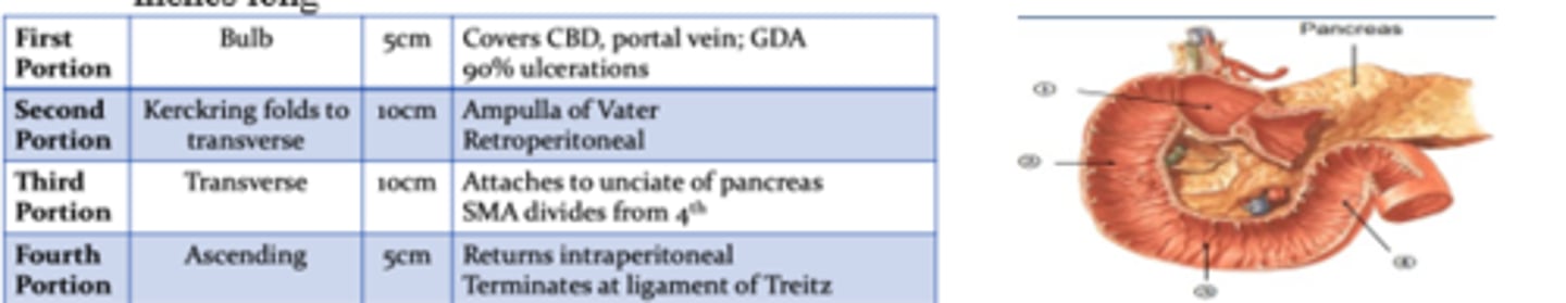 <p>1st portion; Gastroduodenal artery</p>