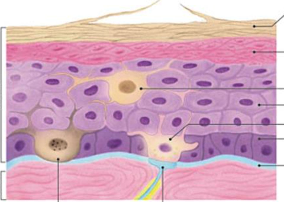 <p><span>THE CELL OF THE EPIDERMIS</span></p>
