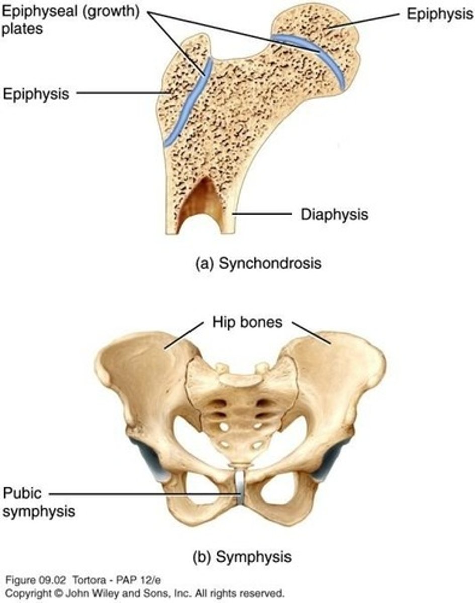 <p>Synchondroses are synarthrotic joints where connecting tissue is hyaline cartilage, such as the epiphyseal plate and the 1st rib and manubrium of sternum.</p>