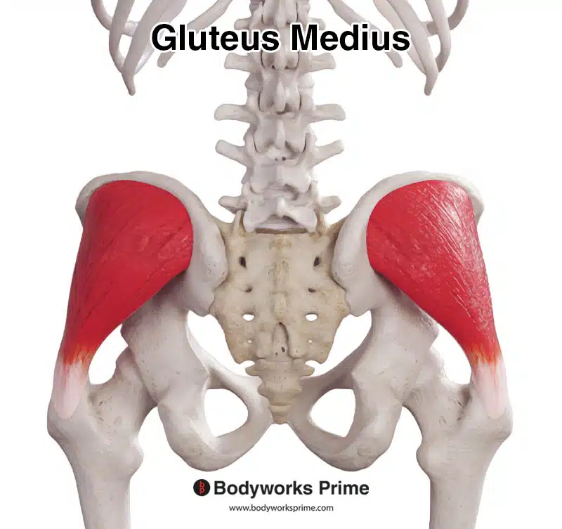 <p><span>Abducts and medially rotates thigh.</span></p>