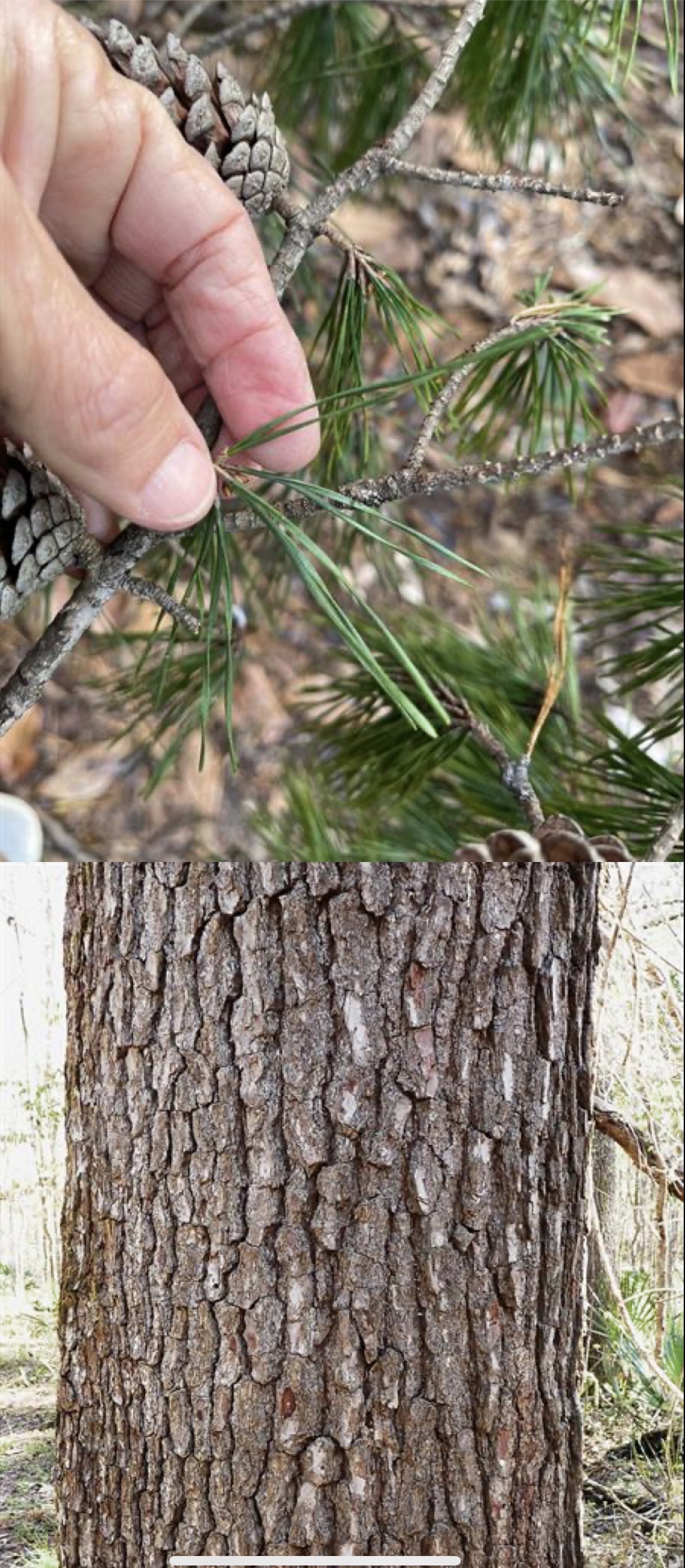 <p>spruce pine </p>