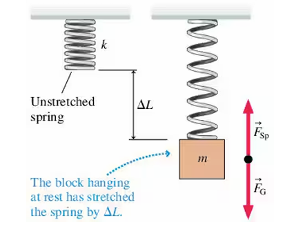<p>The equilibrium position is where the spring is stretched due to the weight&nbsp;</p>