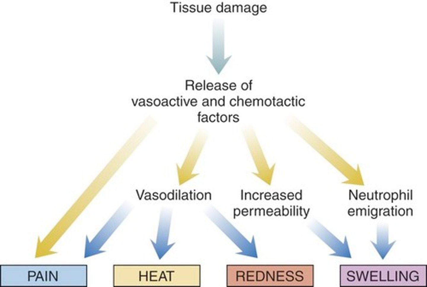 D515 IM Lecture 11 Antiinflammatory Drugs (Corticosteroids