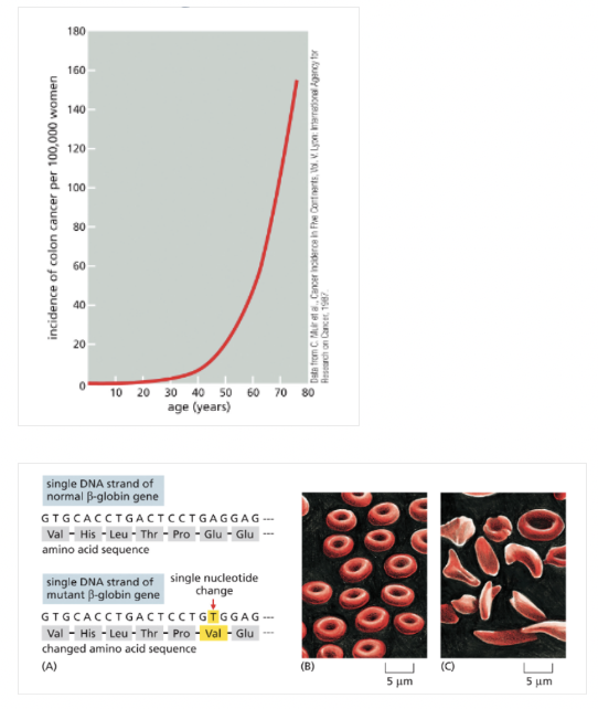<ul><li><p>SINGLE NUCLEOTIDE CHANGES!</p></li><li><p>DNA DAMAGE CAN OCCUR IN: </p><ul><li><p>SOMATIC CELLS→ SPORADIC DISEASE, CANCER </p></li><li><p>GERM CELLS—&gt; GENETIC DISEASES, INHERITED IN ALL CELLS</p></li></ul></li><li><p>EXAMPLE: CANCER INCIDENCE INCREASES DRAMATICALLY WITH AGE. WHY?</p><ul><li><p>CELLS ARE CONTINUALLY EXPERIENCING ACCIDENTAL CHANGES TO THEIR DNA-WHICH ACCUMULATE AND ARE PASSED ON WHEN THE MUTATED CELLS DIVIDE</p></li></ul></li></ul><p></p>