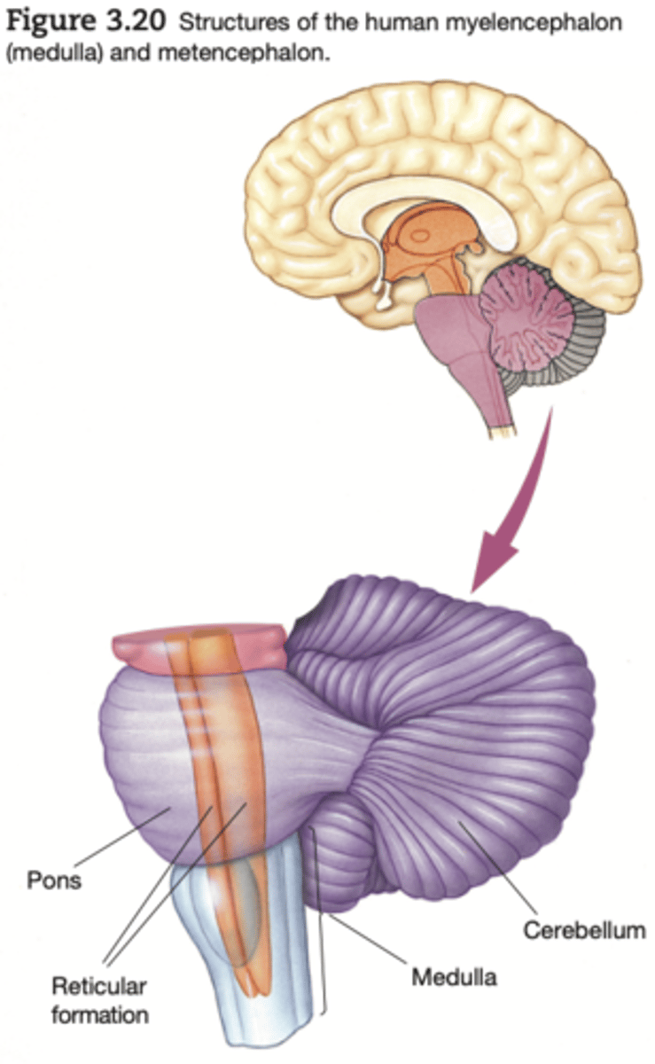 <p>like the myelencephalon, houses many ascending and descending tracts and part of the reticular formation. These structures create a bulge, called the pons, on the brain stem's ventral surface. The pons is one major division of the metencephalon; the other is the cerebellum (little brain)</p>