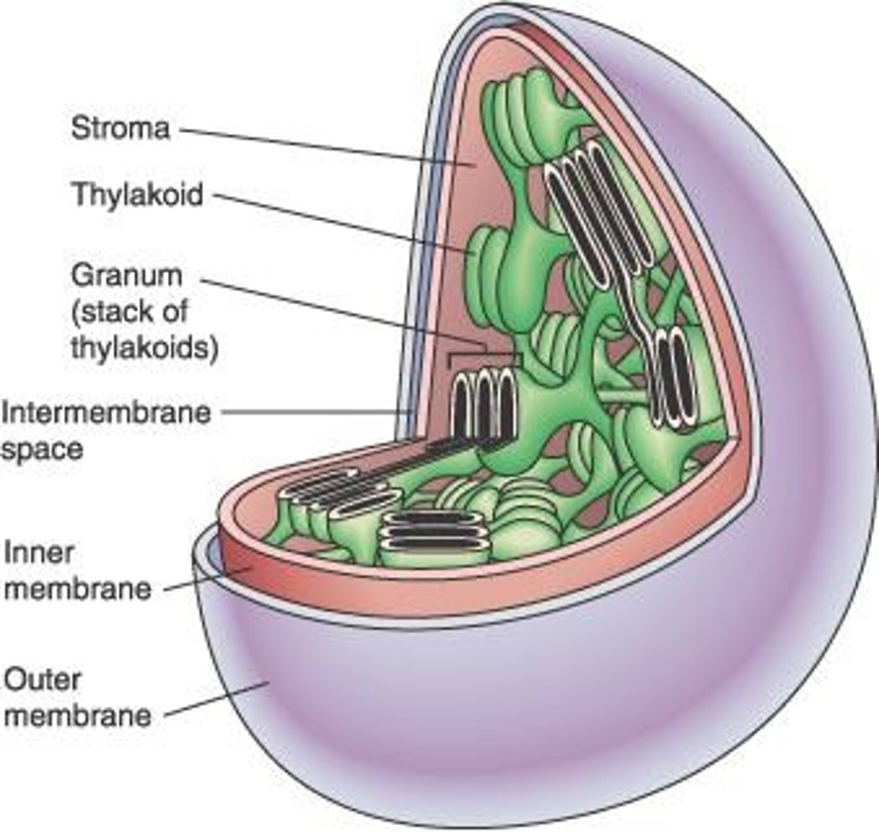 <p>Flattened sac where photosynthesis occurs in chloroplasts.</p>