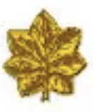 <p>Gold oak leaf (O4)</p>