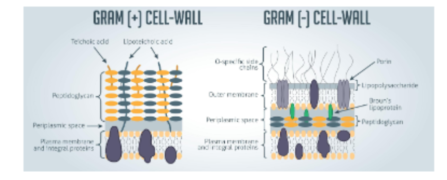 <ul><li><p>Gram positive: surrounded by a single think peptidoglycan cell wall (purPle)</p></li><li><p>Gram negative: thinner peptidoglycan cell wall with an outer membrane containing lipopolysaccharides (piNk)</p></li></ul><p></p>
