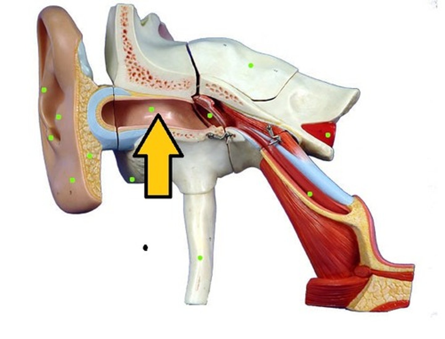 <p>Carries sound waves to eardrum.</p>