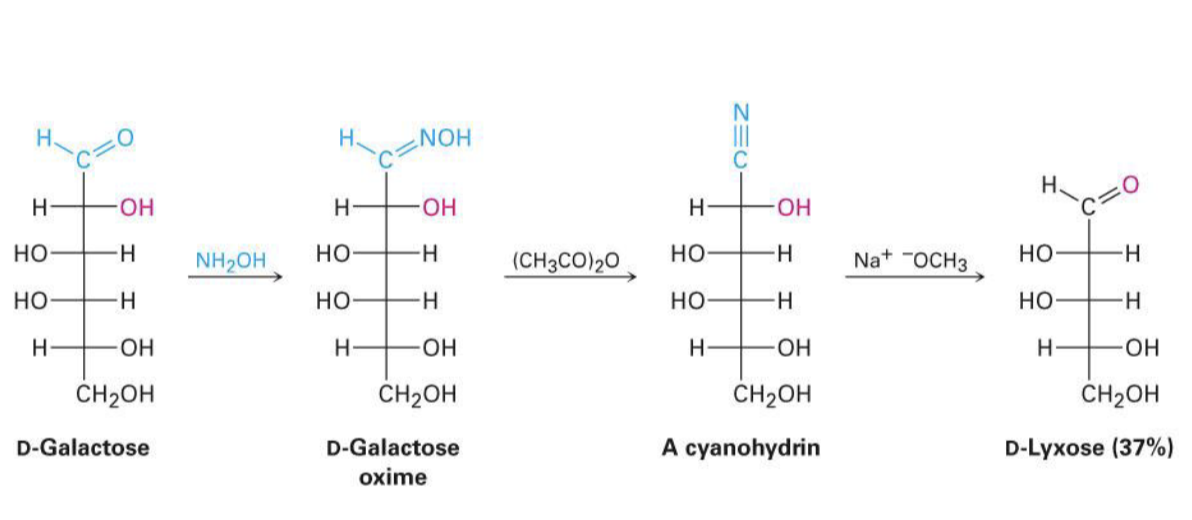 <p>wohl degradation, takes off a C</p>