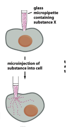 <p>glass micropipette containing substance X against the plasma membrane → _______ of substance into cell</p>