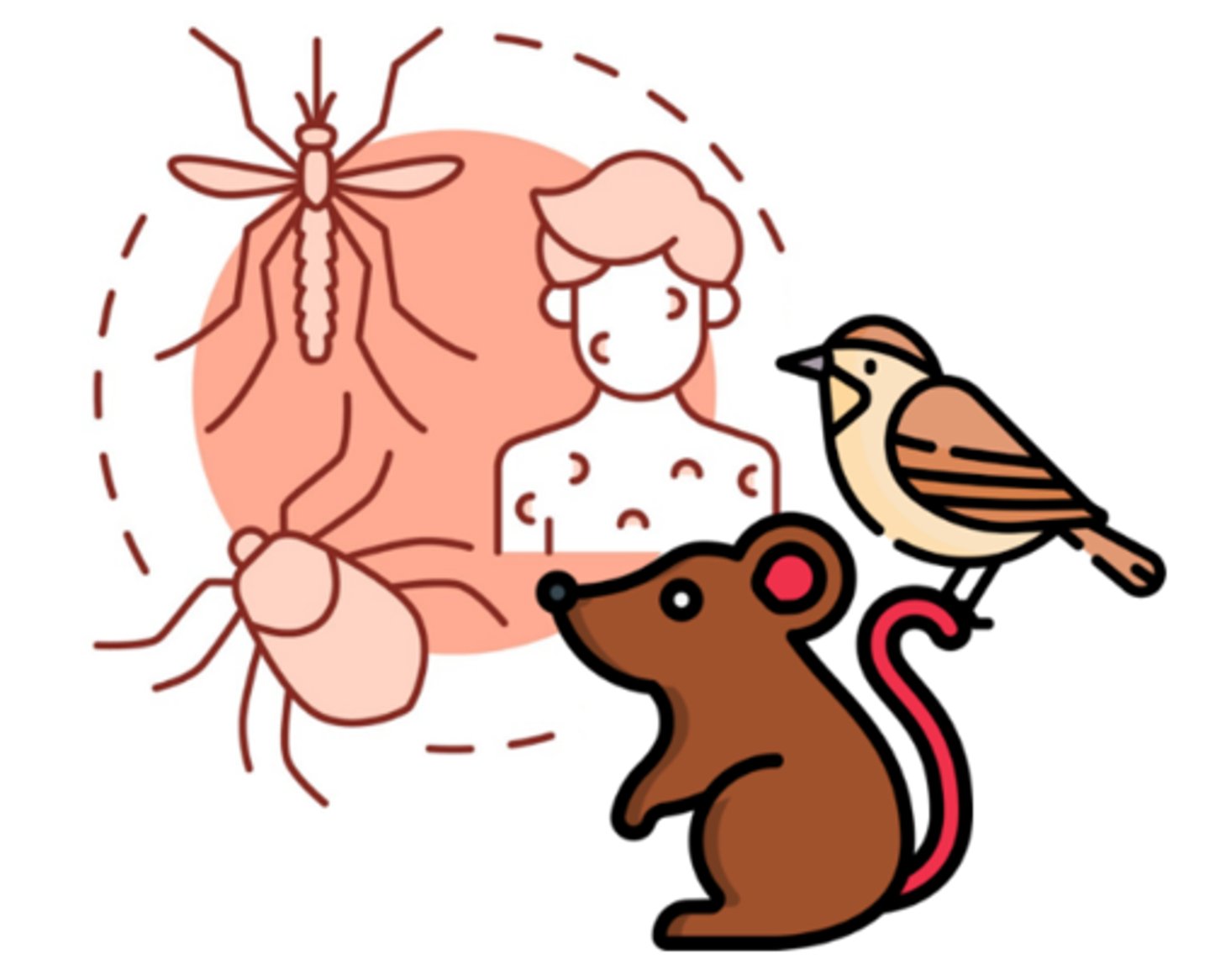 <p>a living organism that can carry pathogenic microorganisms from one host to another (ex: ticks, mosquitos, rodents, birds, etc.)</p>