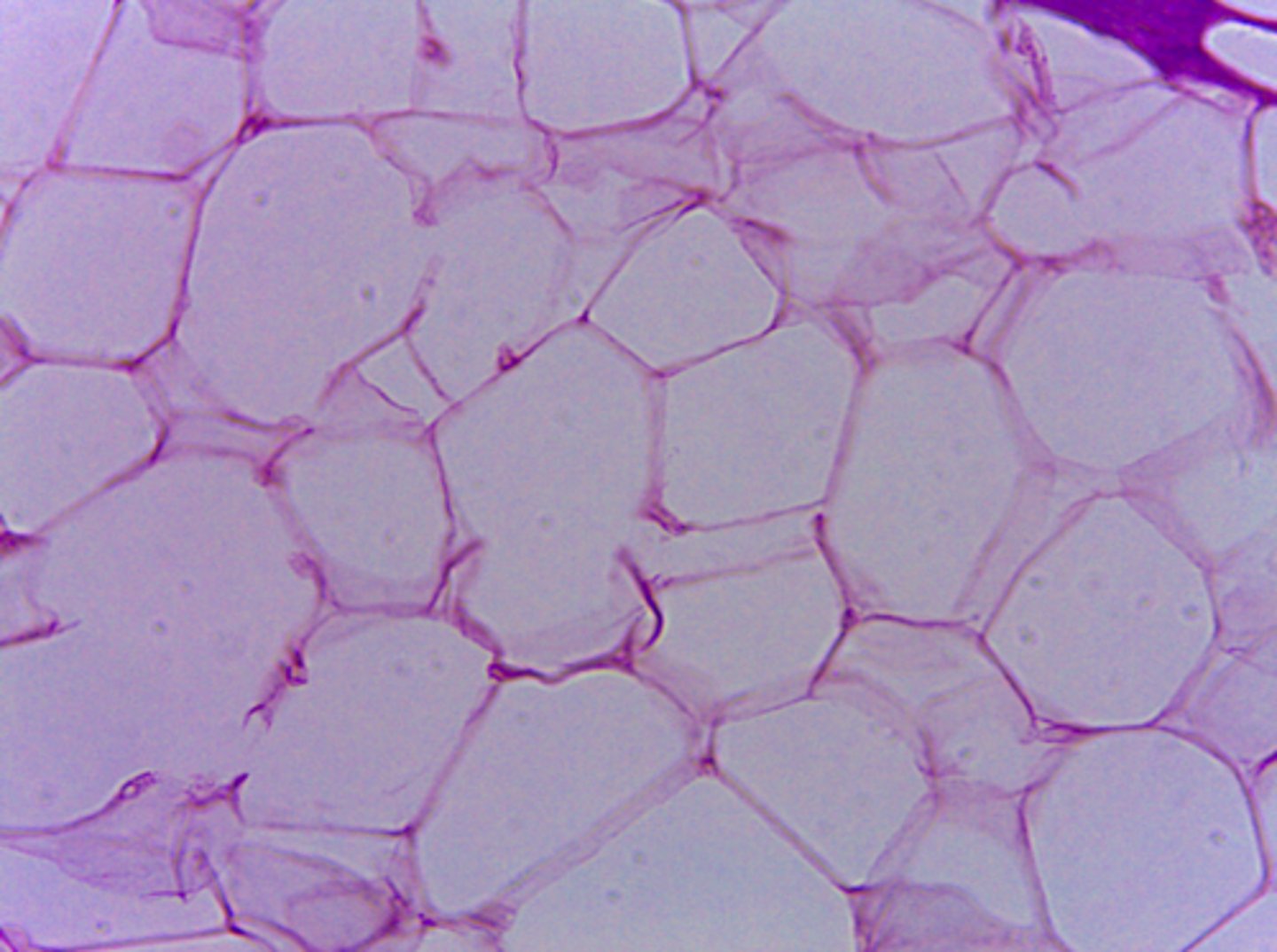 <p>What type of tissue is presented on the slide?</p>