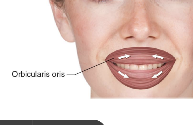 <p><strong>Orbicularis Oris</strong></p>