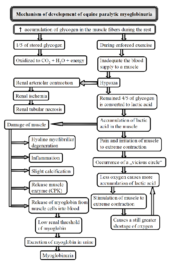 <p><strong>Occurs after light exercise in horses undergoing training who are rested for 1 or more days being maintained on full carb diet.</strong></p><p><strong>Clinical signs:</strong> stiff, tilted gait, sweating, rapid breathing, muscles of gluteal/femoral are swollen and hard.</p><p><strong>causes:</strong> Sudden increase in duration/intensity of training, environment (hot), factors changing blood supply, diet, decreased thyroid function, herpes, genetics.</p><p><strong>Mechanism:</strong></p><ol><li><p><strong>increased glycogen accumulation</strong> in muscles</p></li><li><p><strong>sudden exercise</strong> - impaired blood supply to muscles</p></li><li><p><strong>hypoxia</strong> - lack of O2 → lactic acid buildup → pain and muscle contraction → more O2 reduction</p></li><li><p>muscle damage → inflammation and release of CPK</p></li><li><p><strong>Myoglobinuria</strong> - damaged muscle releases myoglobin into blood → urine</p></li></ol><p></p>
