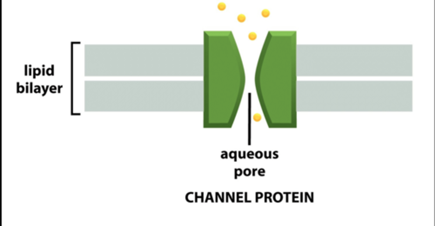 <p>Cell membrane protein that helps particles pass from one side of the membrane to the other.</p>