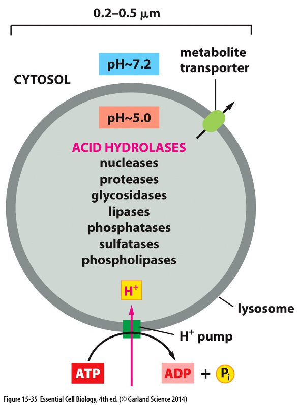 <p><span>•Lysosomes contain about 40 types of hydrolytic enzymes</span></p><p><span>•Enzymes are optimally active in the acidic condition (PH - ~5) maintained within lysosomes by <strong>ATP-driven H<sup>+</sup> pump</strong></span></p><p><span>•Transporters on the lysosomal membrane allow the final products to be transferred to the cytosol; from there, they can be either excreted or utilized by the cell.</span></p><p></p>
