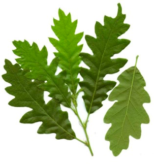 <p><span><strong>Listové laloky ne oblé, ale&nbsp; často vytažené do krátké špičky</strong></span></p>