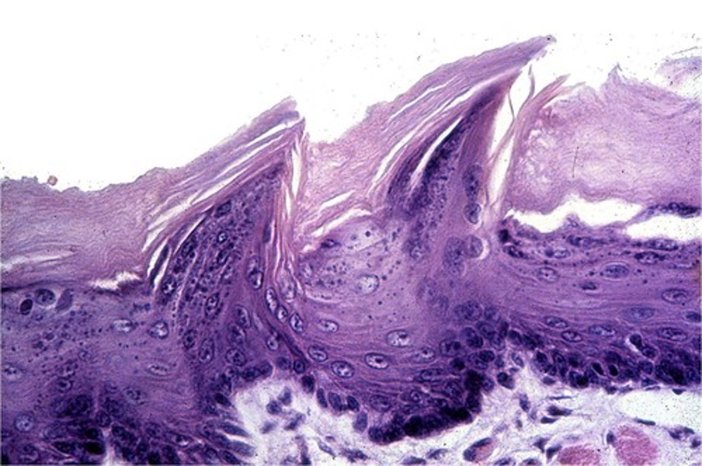 <p>Only touch receptors</p>