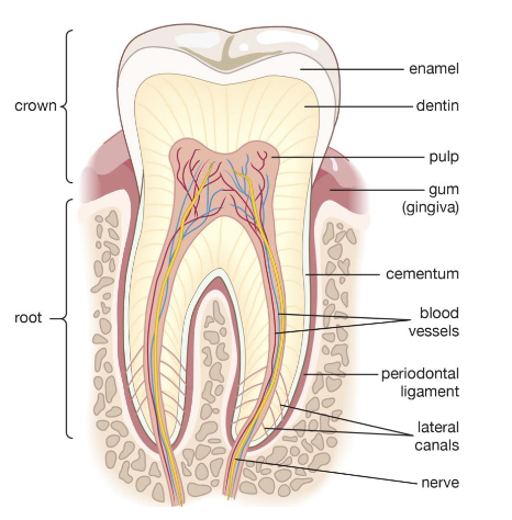 <p>connective tissue fibers that attach cementum of tooth to the alveolar bone that surrounds it<br><br>it acts as a cushion to protect teeth while chewing.</p>