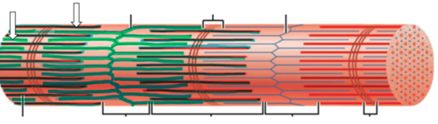 <p>name the structure</p>