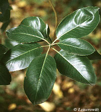 <p><u>Arbutus menziesii</u>, Ericaceae</p>