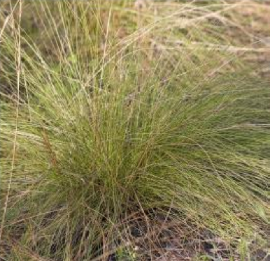 common: wiregrass

family: Poaceae

Range: NC, FL, MS, Coastal Plain

Habitat: Sandhills, well-drained sites

Persistence: Perennial 

Leaves: simple, linear, thin, wire-like

Seeds/fruit: spike-like seed-head with awns (seeds)

Tolerances: low shade and salt, high fire and drought, mod flood

Other: They typically grow tall and flop over which promotes fire.