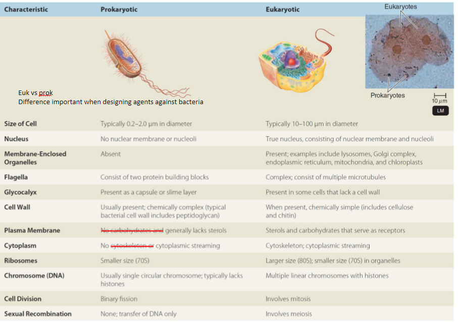 <ul><li><p>Eukaryotes often bigger in size than Prokaryotes</p></li><li><p>Prokaryotes don’t have a nuclear membrane or nuclei</p></li><li><p>DNA in Prokaryotes is <strong>free-floating</strong> - in plasmids as well</p></li><li><p>No membrane bound organelles in Prokaryotes e.g. mitochondria, EPR, golgi, chloroplast</p></li><li><p>Flagella can be present in both</p></li><li><p>Ribosome is smaller in Prokaryotes ~ 70s vs 80s</p></li><li><p>prokaryotes often have single circular chromosome with no histones</p></li><li><p>Prokaroytes divide by <strong>Binary fission</strong></p></li><li><p>Eukaroytes divide by <strong>mitosis</strong></p></li><li><p>Prokaryotes dont have sexual reproduction (they can transfer DNA) whereas Eukaryotes do by meiosis</p></li><li><p>Prokaryotic cell wall contains peptidoglycan, fungi has chitin</p></li><li><p><strong>Prokaryotic plasma cell membrane</strong> lacks sterols unlike in eukaryotic&nbsp;</p></li></ul><p></p>