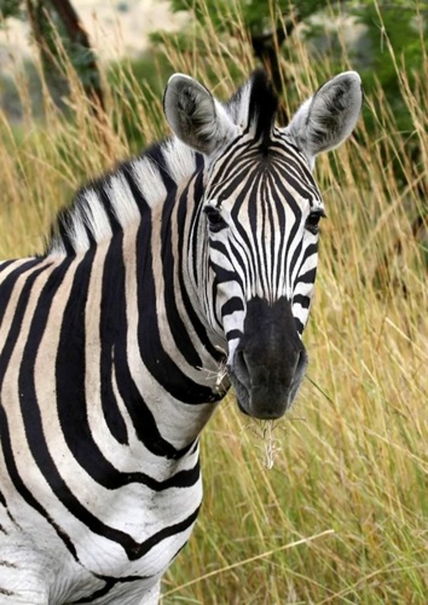 <p>A wild non-domesticated equine known for its distinctive black and white stripes.</p>