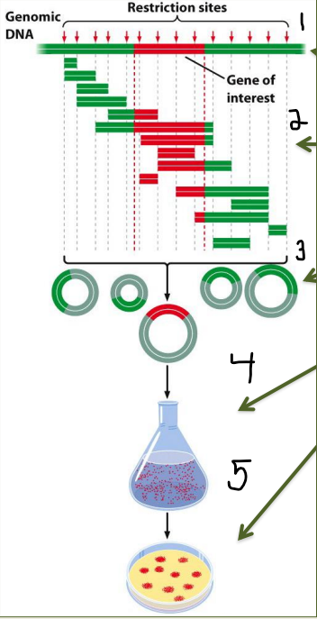 Problem in breaking up DNA fragments 
1) Multiple copies of genomic DNA are digested for a limited time 
2) Different DNA molecules are cut in different places providing a set of overlapping fragments 
3) Each fragment is joined to a cloning vector...
4)  ...and transferred to bacteria cells...
5) ...producing a set of clones containing overlapping genomic fragments, some containing the gene of interest 
- Bacteria can be spotted on a membrane and screened with a probe to identify candidate clones 