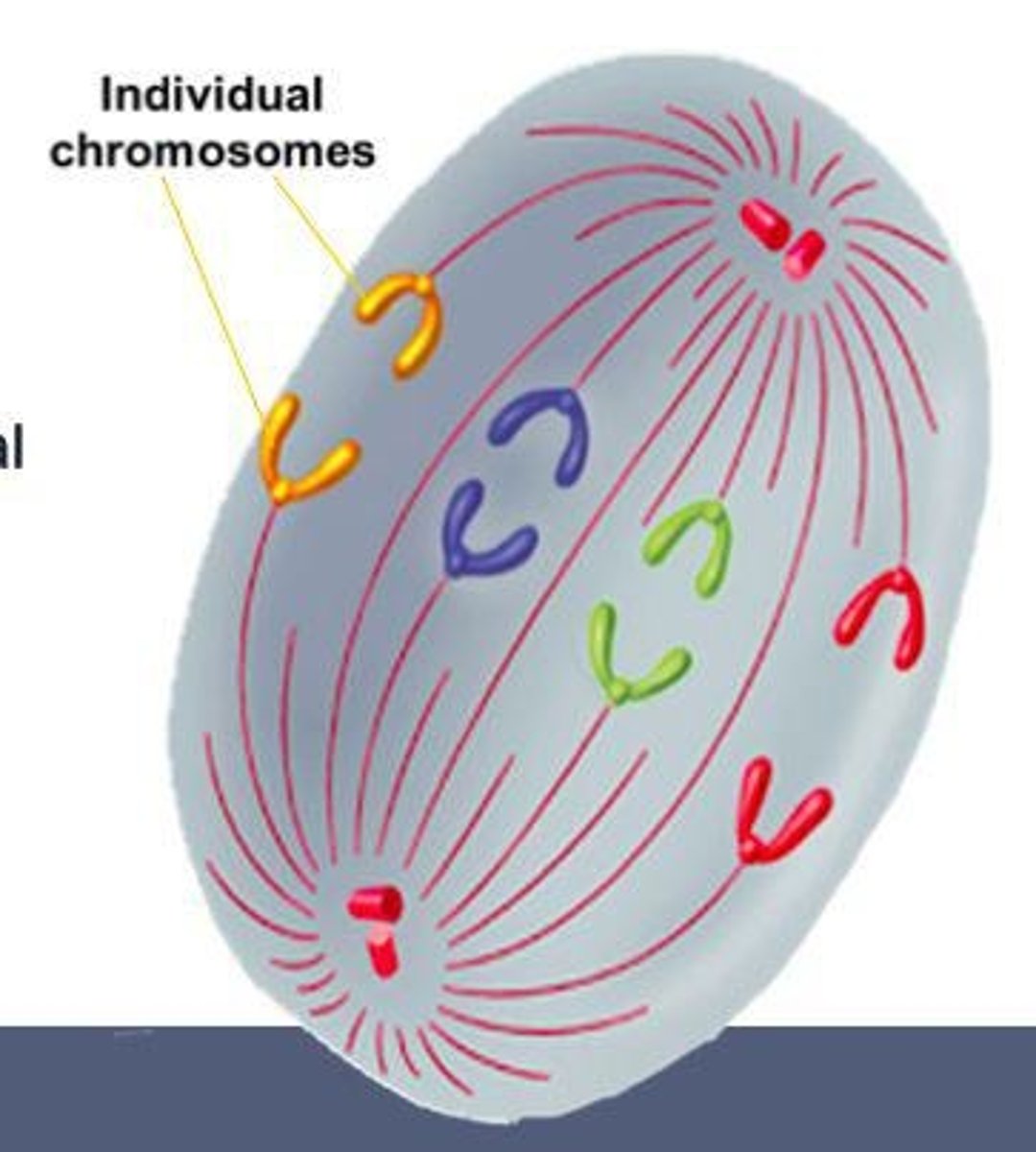 <p>Sister chromatids separate and move apart.</p>