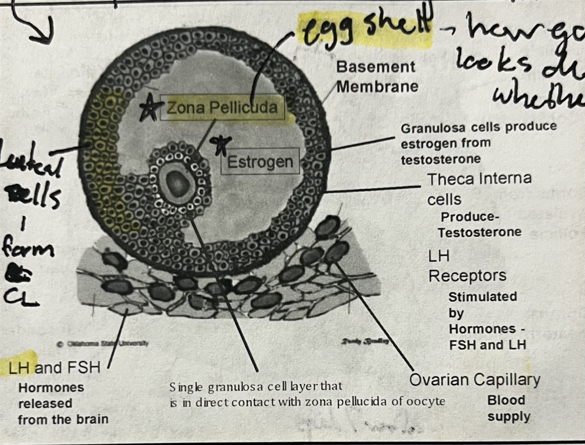 knowt flashcard image