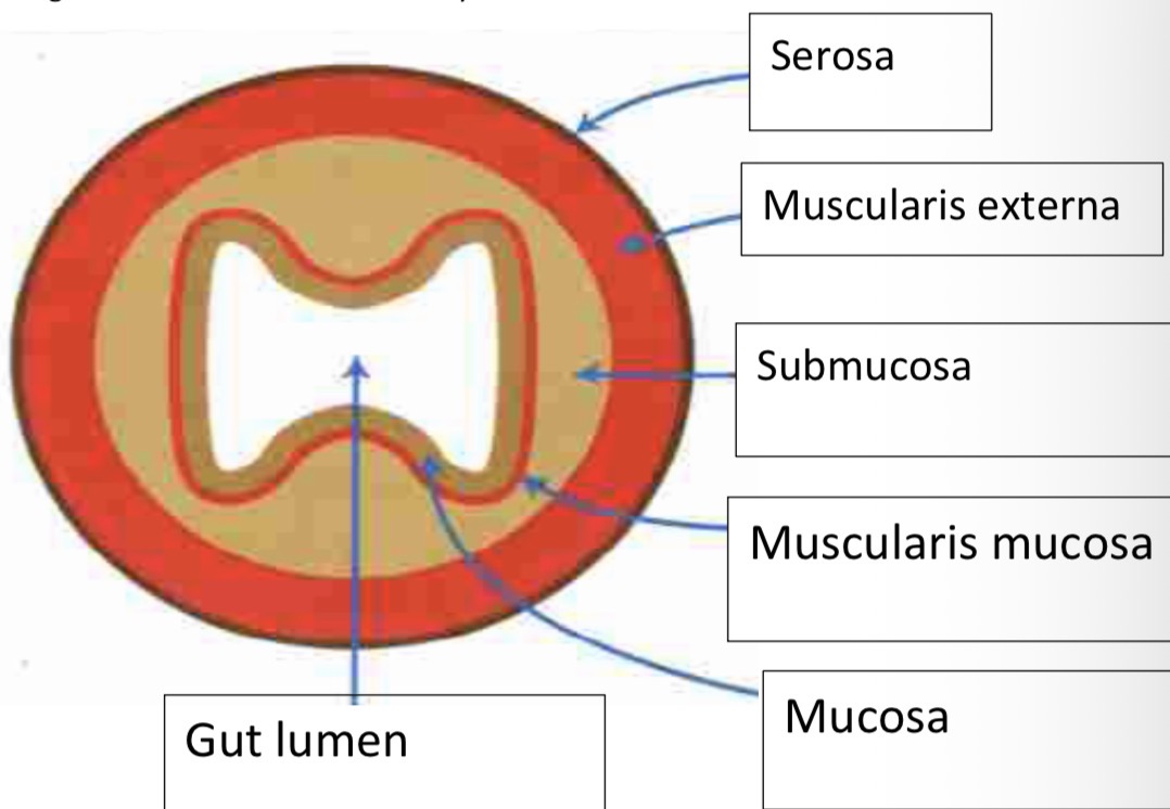 <img src="blob:null/56db0254-5fb0-4859-b311-76dd042c821f" width="422.5" height="282"><p></p>