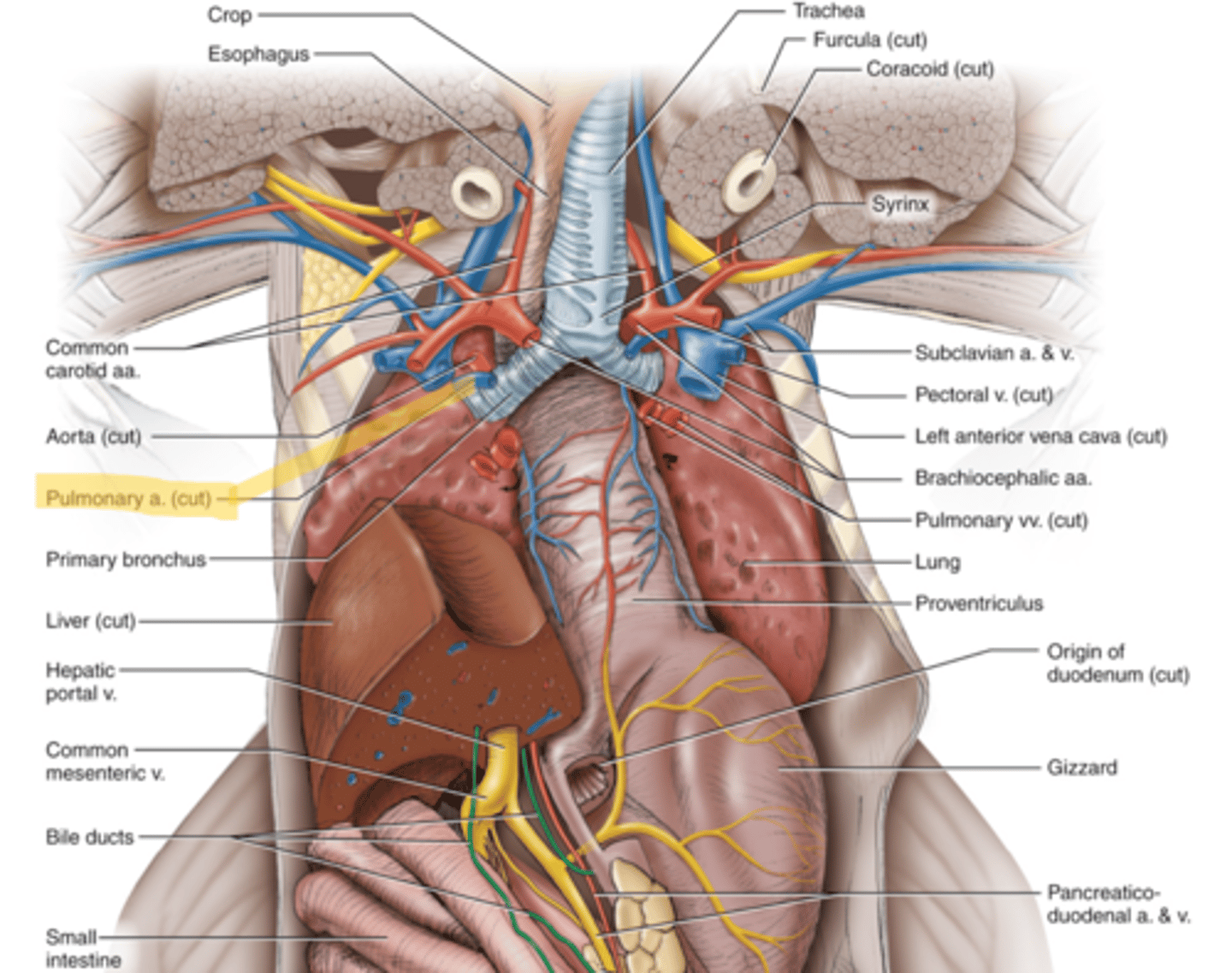 knowt flashcard image