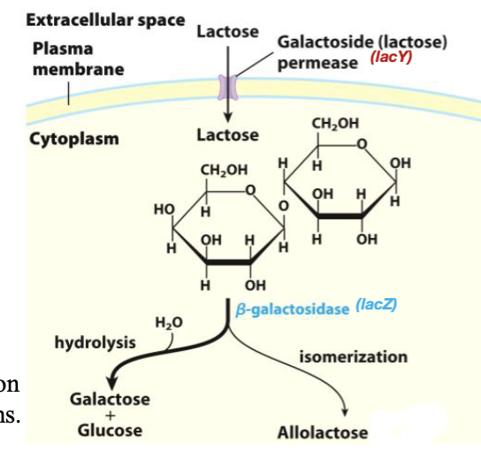 <p>convert lactose → glucose + galactose or allolactose</p>