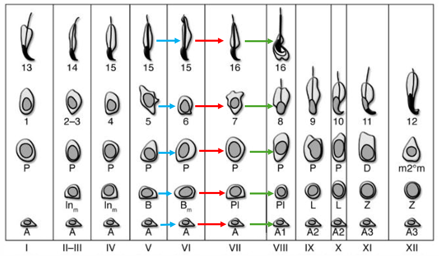 <ul><li><p>different stages in different cells take the same amount of time as each other</p></li><li><p>e.g. all the blue arrows take the same amount of time as each other, all the red take the same amount of time etc…</p></li></ul><p></p>