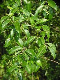 <p>Privet </p>
