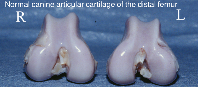 <p>One of three types of cartilage </p><p>Normal hyaline cartilage is smooth, shiny, and glaucous</p><p>As cartilage is damaged, it erodes, thus exposing subchondral bone, articular cartilage has limited ability to repair itself and areas of wear are eventually replaced with fibrocartilage which lacks hyaline’s resistance to compressive forces</p>