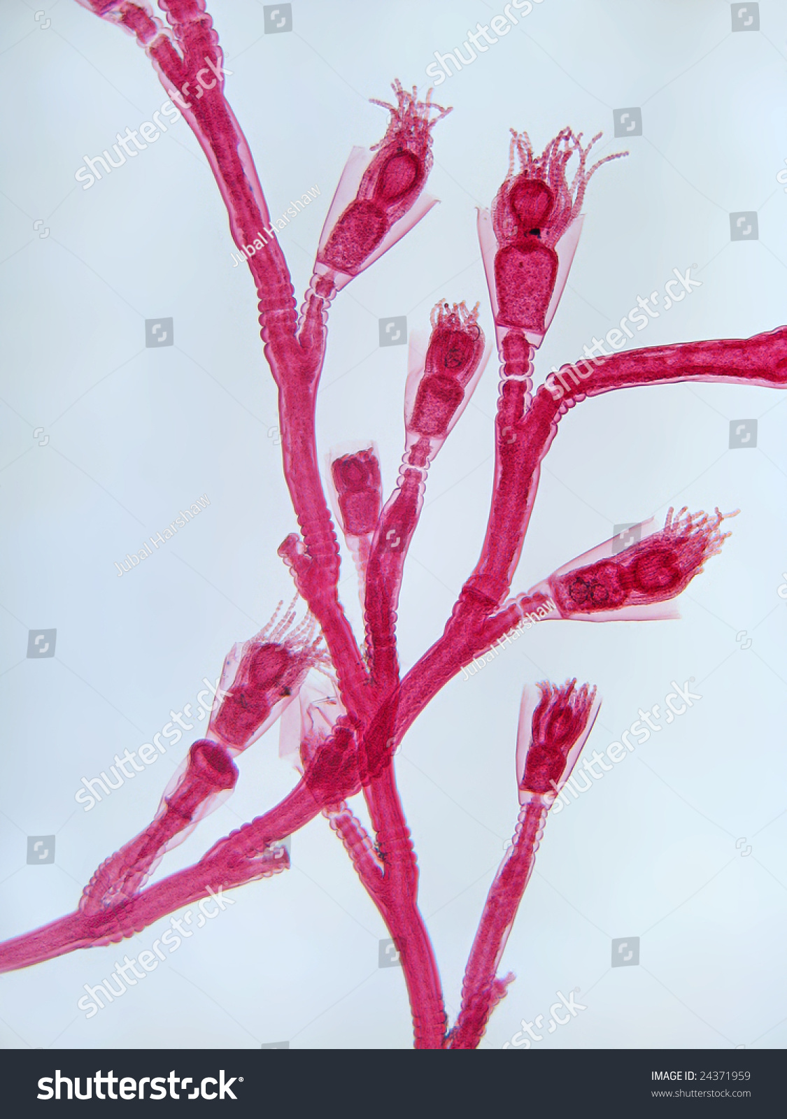 <p>Cnidaria (Hydrozoa); colonial polyp with medusae stage</p>