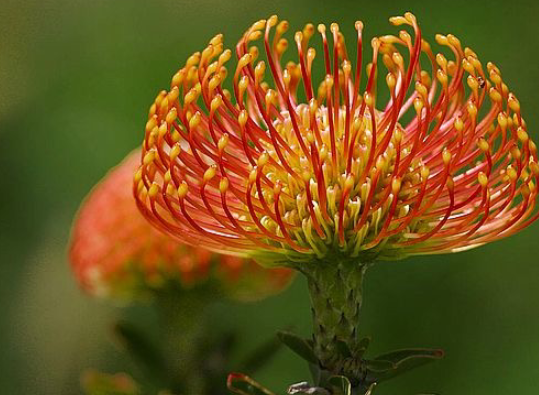 <p>Proteaceae</p>