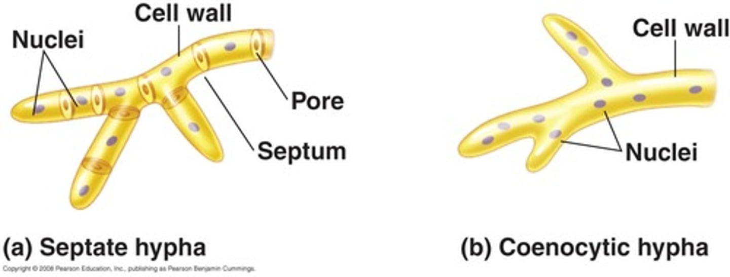 <p>fungal species that have hyphae lacking septa</p>