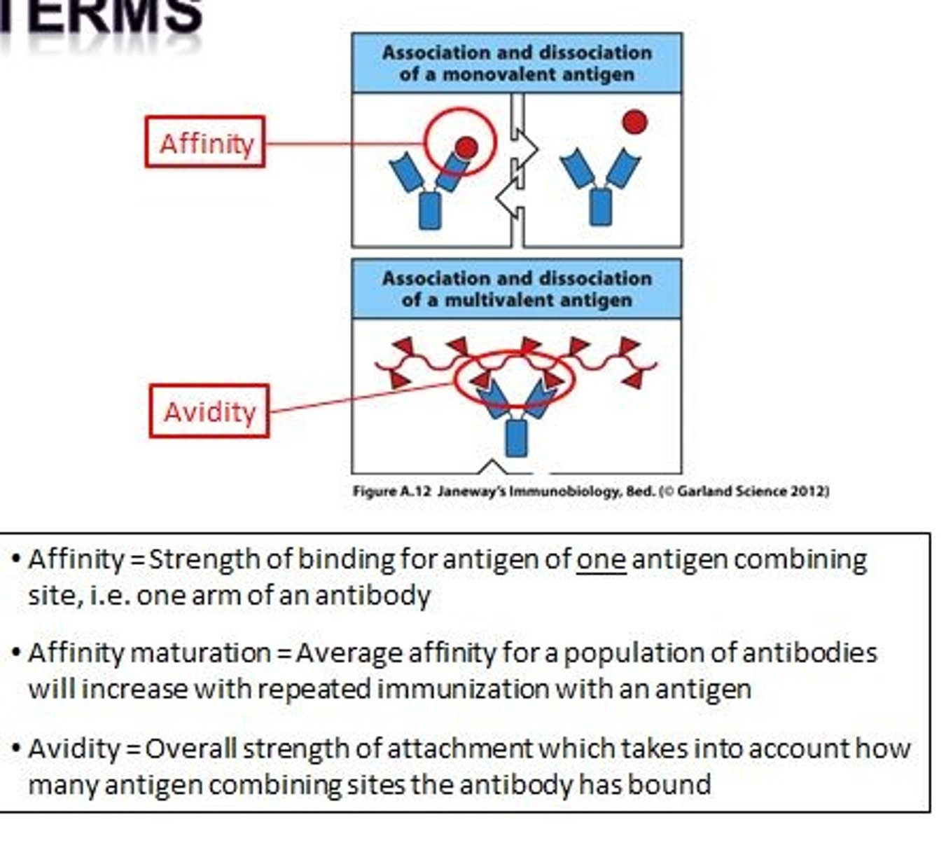 <p>Avidity is the energetic gain of having a multivalent antigen bind to a multivalent antibody</p>