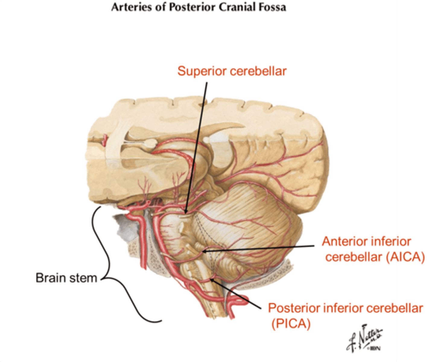 <p>Vertebral-basilar system branches: superior cerebellar, AICA, and PICA</p>