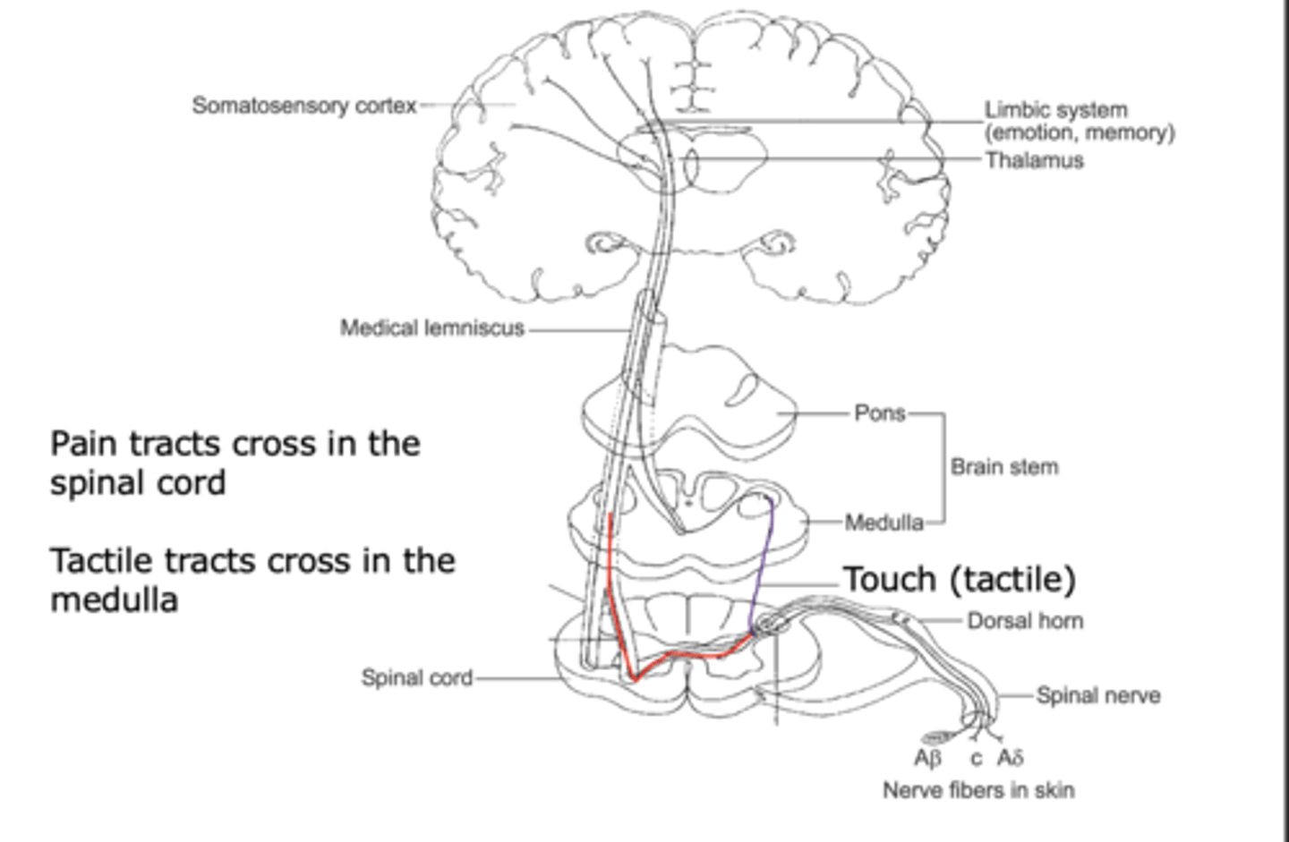 <p>FOR PROCESSING THE SENSE OF TOUCH </p><p></p><p>1. Tactile input from Aβ nerve fibres travels up to dorsal horn ipsilaterally.</p><p>2. Synapse in the dorsal column nuclei.</p><p>3. Cross midline in medulla and become contralateral.</p><p>4. Ascend through brainstem in this way as the medial lemnisus.</p><p>5. Synapse on cells of the thalamus.</p><p>6. Send projections to the primary somatosensory cortex (S-I), postcentral gyrus of parietal lobe.</p>