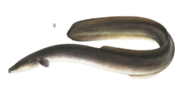 <p>Anguilla rostrata</p>