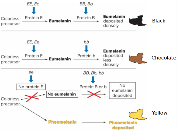 <p><em>EE</em>,<em> Ee </em>activation leads to protein converting colourless precursor to eumelanin.<br><em>ee </em>leads to no activation of eumelanin, so no eumelanin period. Converts to pheomelanin leading to yellow coat.<br><em>BB</em>, <em>Bb </em>activation leads to activation of pigment depositor. Leads to black coat.<br><em>bb </em>activation leads to activation of pigment depositor. Deposited less densely, leads to chocolate coat.</p>