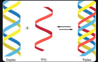 <p>occurs when a single stranded region of DNA or RNA interacts with an RNA, DNA or RNA-DNA duplex (can result in a triple helix)</p>