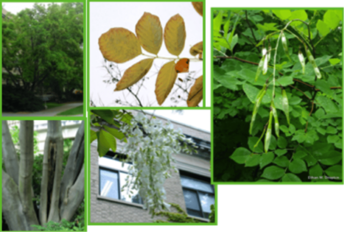 <p>yellowwood</p><p>Family: Fabaceae</p>