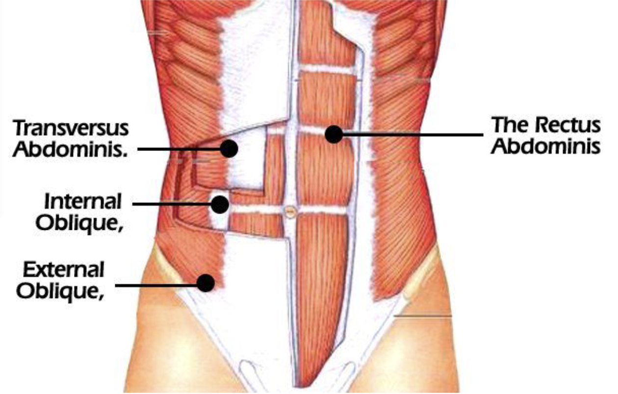 <ul><li><p>Abdominal muscles</p></li><li><p>Rotates the trunk</p></li><li><p>Pulls the chest downwards to compresses the abdominal cavity</p></li><li><p>Variety of trunk movements</p></li></ul><p></p>