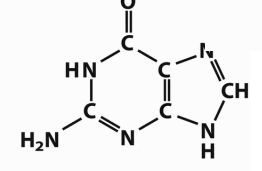 <p>Which base is this?</p>